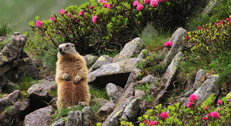 No Matter What the Groundhog Says, Here are 5 Reasons to Sell Before Spring! | MyKCM